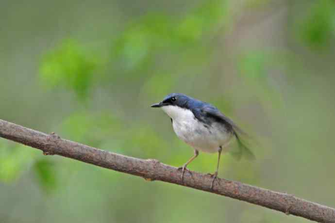 雄性蓝歌鸲（10）