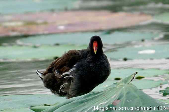 鸟儿快乐.人更快乐(沙河.奥体公园)