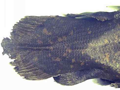 鱼类活化石：矛尾鱼