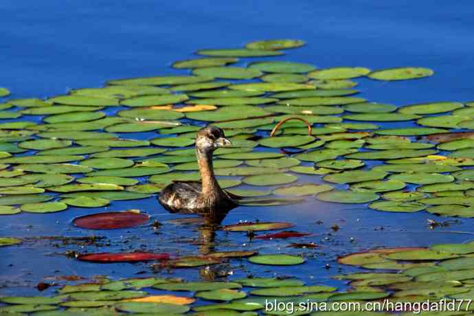 斑嘴巨鸊鷉 美国鸟类摄影——斑嘴巨鸊鷉