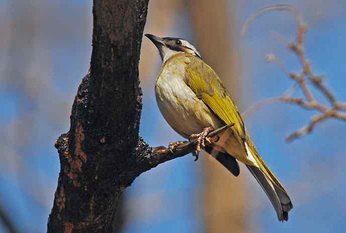 北京植物园赏鸟（六），白头鹎（组图）