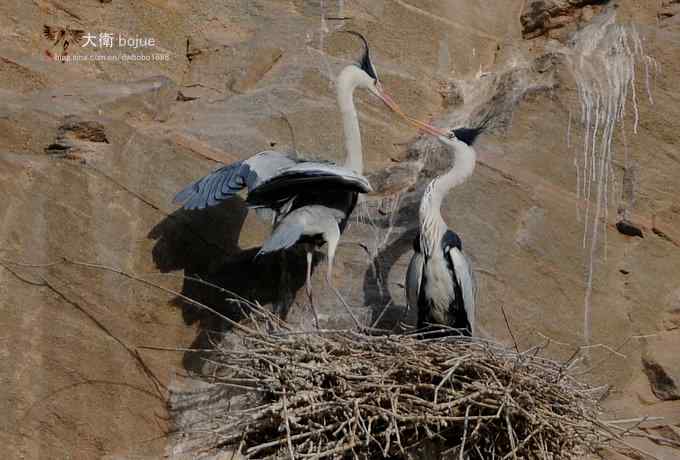 春天奏鸣曲：苍鹭的幸福生活