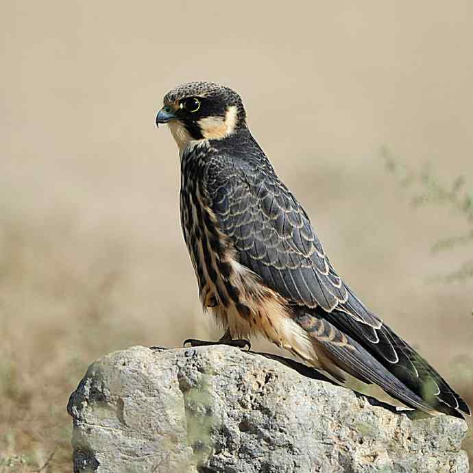 康西草原拍鈥溍外澚憔嗬耄ㄑ圉佬凑妫