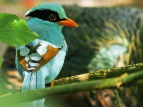 美丽无罪：雀鸟之绿鹊