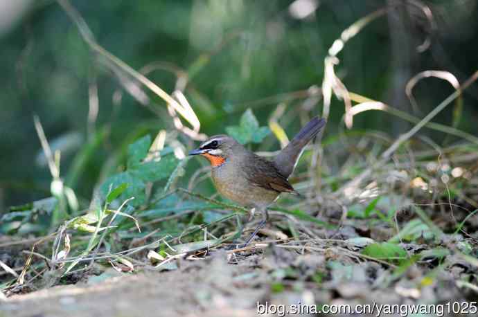 红喉歌鸲（13）
