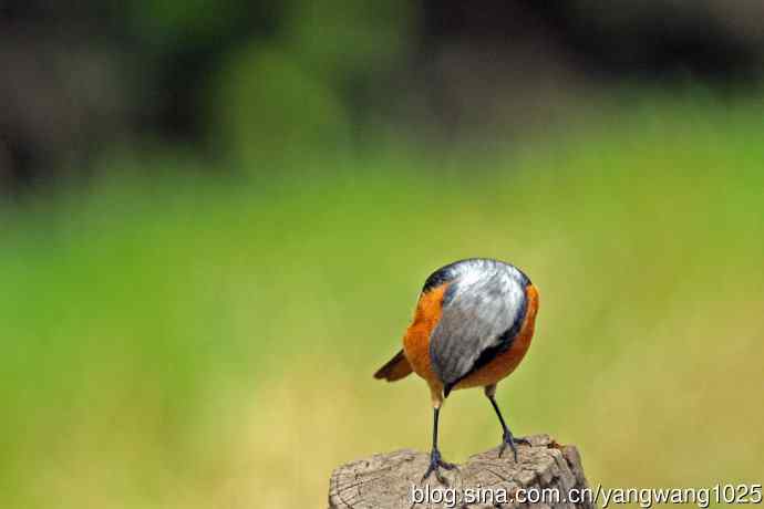 雄性北红尾鸲（34）