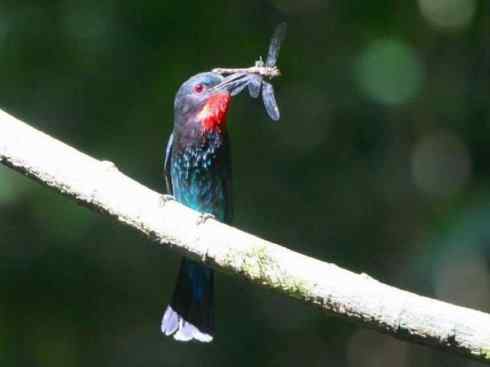 绝色攀禽:佛法僧目之蜂虎 绝色攀禽:佛法僧目之蜂虎