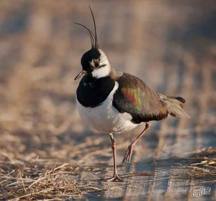 官厅水库&nbsp;wbr路&nbsp;wbr凤头麦鸡