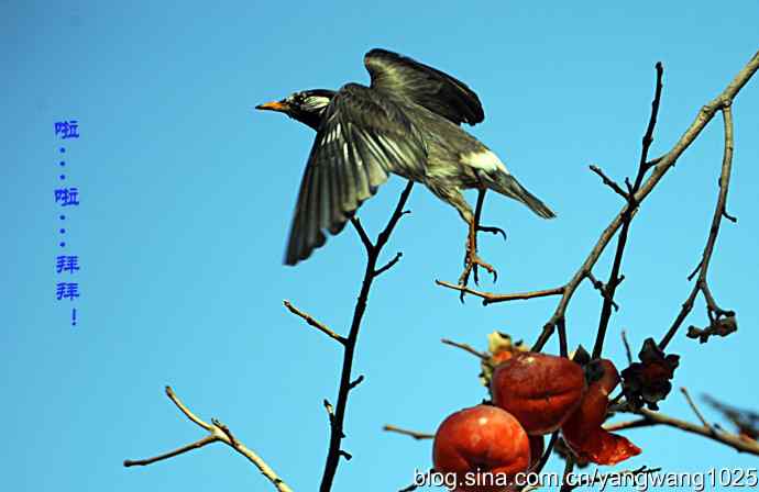 图片故事（抓拍）