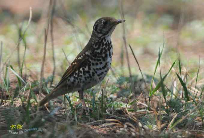 二鸫献寿:虎斑地鸫和宝兴歌鸫 二鸫献寿:虎斑地鸫和宝兴歌鸫