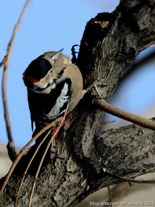 植物园里的大斑啄木鸟