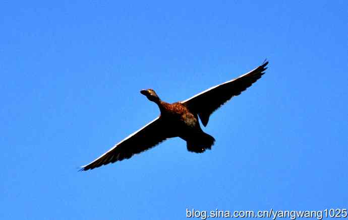 飞 wbr（雁） wbr1