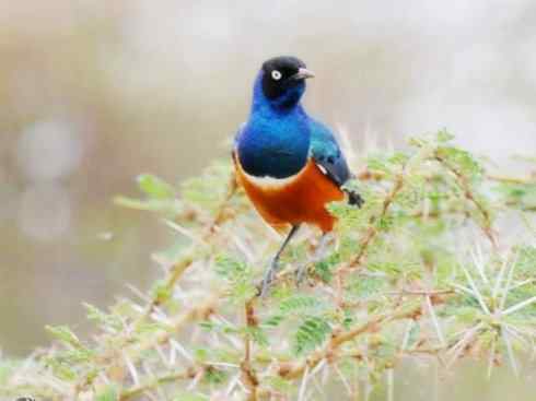 美丽无罪：雀鸟之辉椋鸟