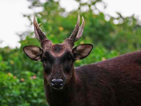 麒麟：传说的兽原型探秘（梅花鹿）