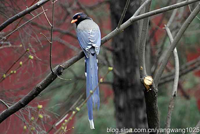 红嘴蓝鹊