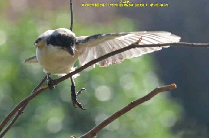 211.小伯劳成长记(5)结束篇--群友部分精彩作品选