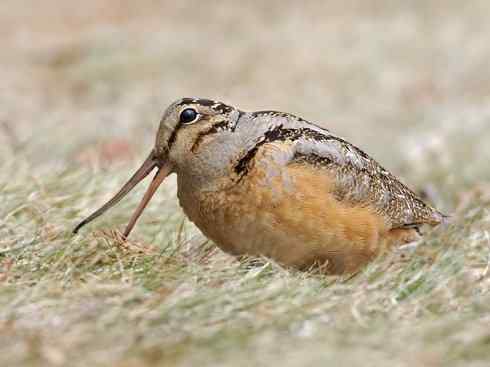 鸟类之最：斑腹沙锥