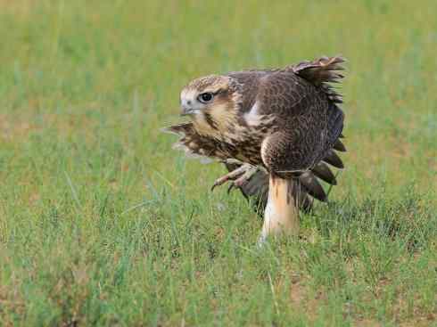 家禽驯化之源之六