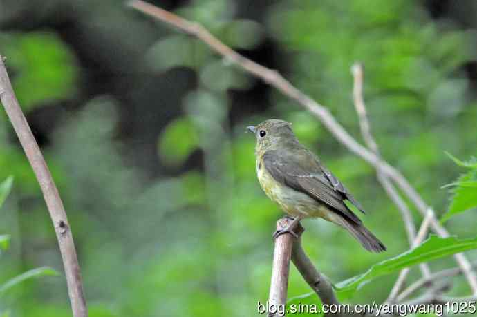 雌性绿背姬鶲（14）
