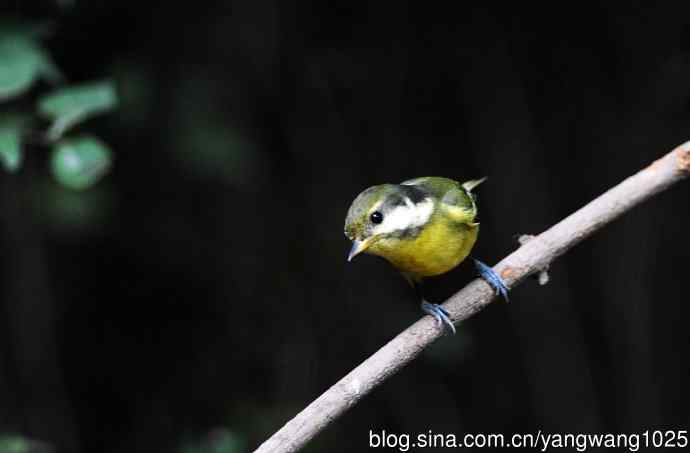 黄腹山雀（14）