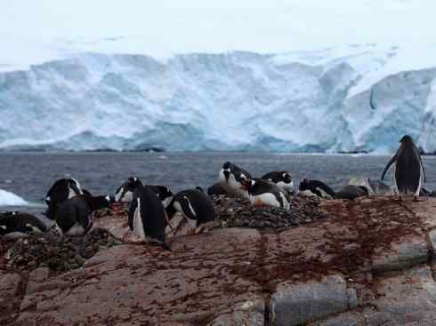 鸟类之最:巴布亚企鹅 鸟类之最:巴布亚企鹅