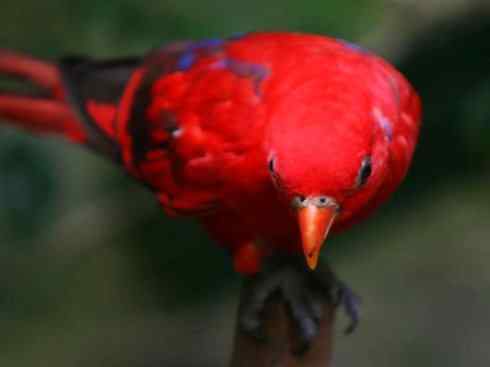 极品红色鸟类：红色吸蜜鹦鹉