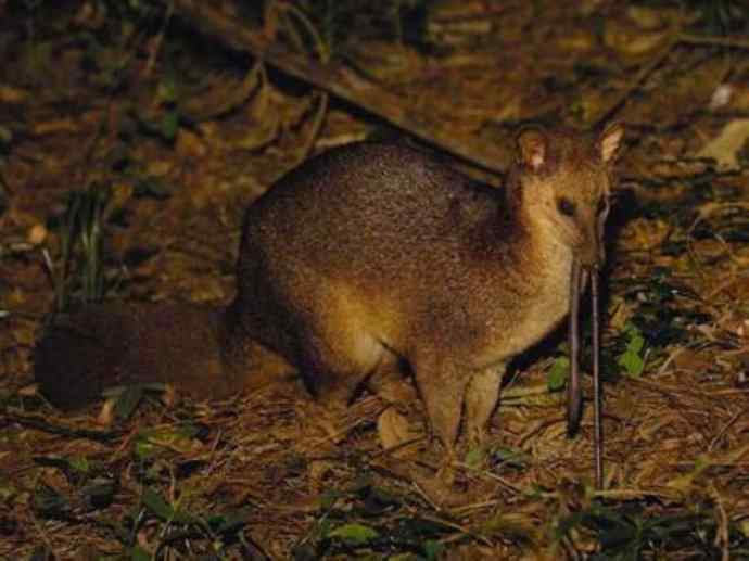 犬科:犬亚科犬属之西门豺、侧纹豺(胡狼类) 犬科:犬亚科犬属之西门豺、侧纹豺(胡狼类)