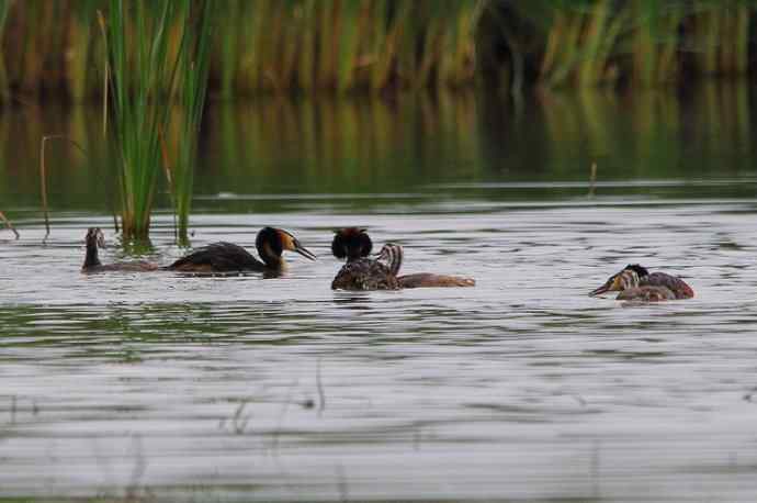 凤头鸊鷉（五）护犊撕打