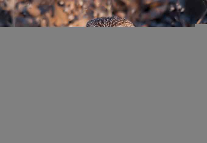 密林深处遭遇方头小猫（组图，12张图片）