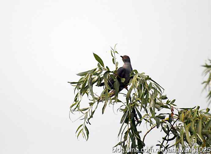 布谷鸟（记录版）