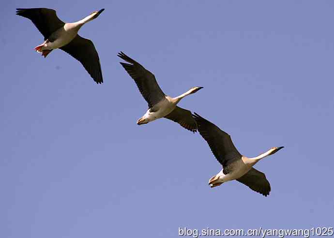 上庄水库的收获（鸿雁）1