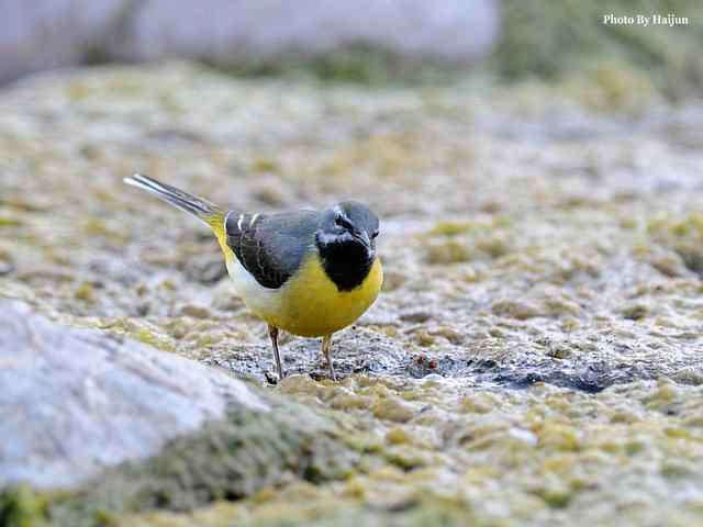 房山十渡(灰鹡鸰)