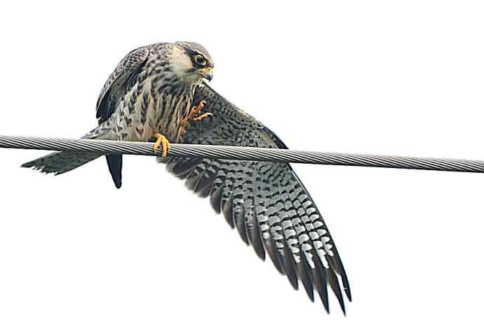 偶遇电线版黄爪隼（附议）