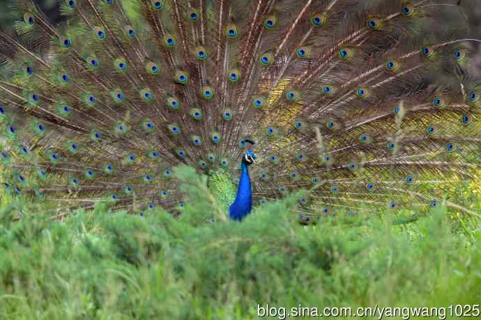 蓝孔雀(开屏) 蓝孔雀(开屏)