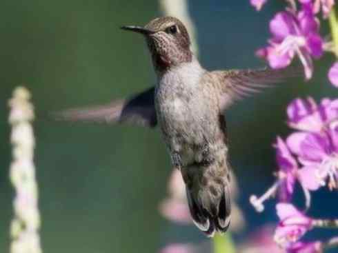 鸟类之最：吸蜜蜂鸟
