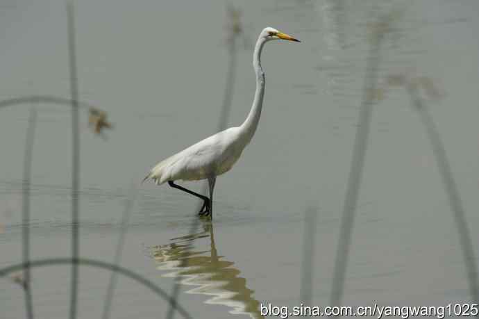 奥林匹克公园白鹭飞 wbr4