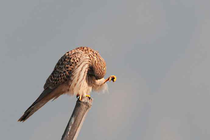 红隼站桩 wbr摄于野鸭湖