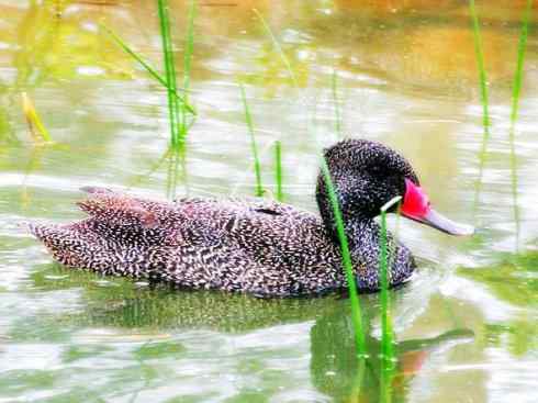 欣赏：美丽的雁鸭