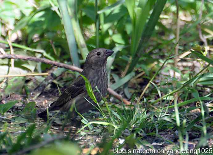 普通朱雀（雌性）