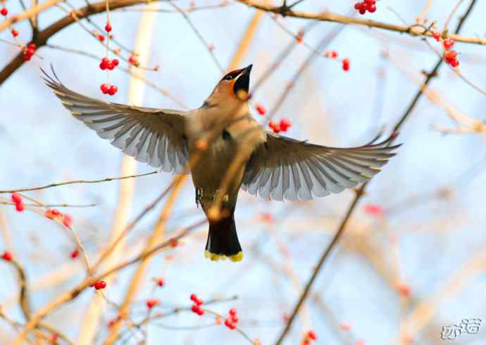 北京植物园&nbsp;wbr路&nbsp;wbr大（小）太平鸟
