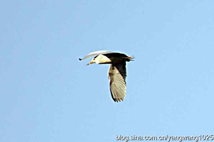 飞(夜鹭)1 飞(夜鹭)1