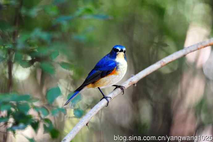雄性红胁蓝尾鸲（15）