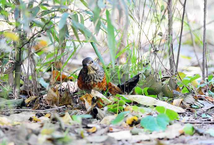 灰背鸫(2) 灰背鸫(2)