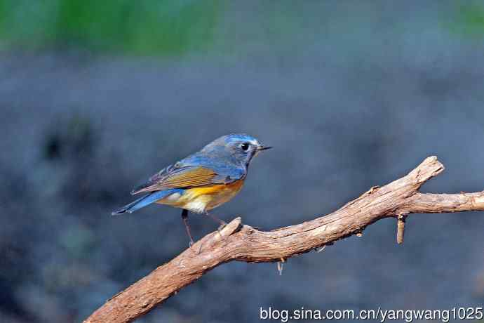 雄性红胁蓝尾鸲(33) 雄性红胁蓝尾鸲(33)