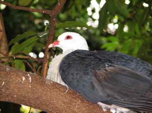 白头鸟系列：另类的美丽11（鸠鸽）