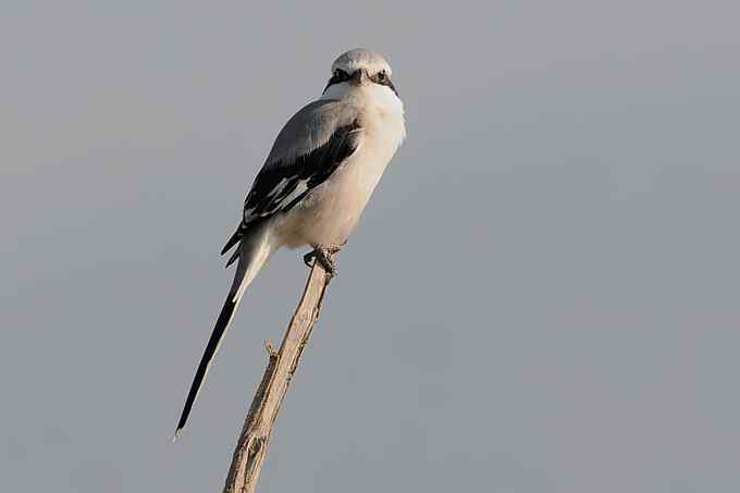 【新鸟】鹊鹞（雌）：野鸭湖之秋