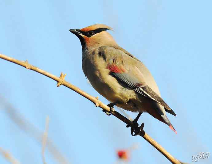 北京植物园&nbsp;wbr路&nbsp;wbr大（小）太平鸟