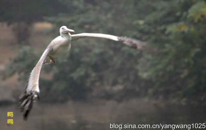 雨前、雾中拍水禽（十月十日杂片纪实）