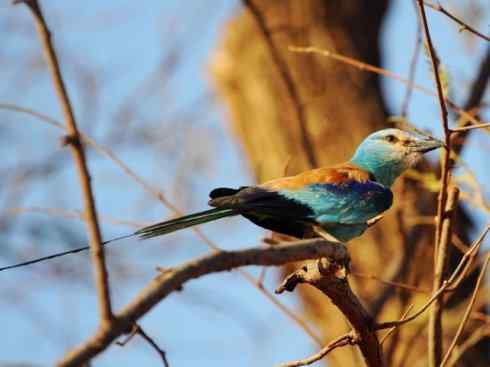 绝色攀禽：佛法僧目之佛法僧2