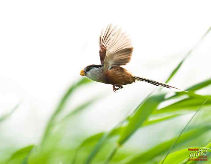 衡水湖&nbsp;wbr路&nbsp;wbr震旦鸦雀